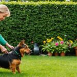 How to Get Rid of Fleas: Effective Ways to Get Rid of Fleas in the House